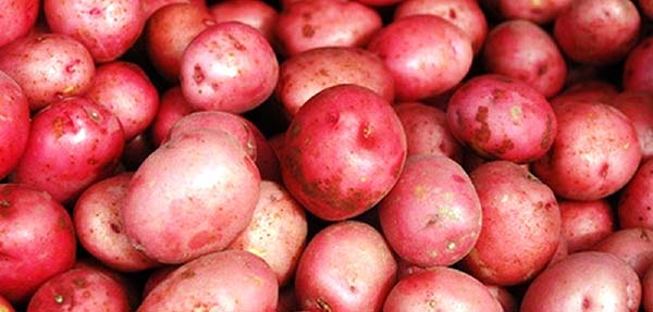 красные сорта картофеля