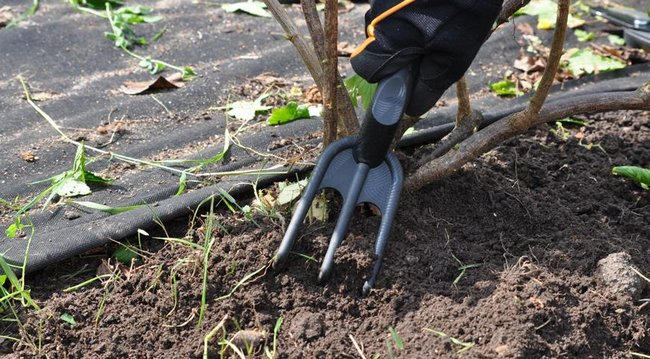 Как правильно посадить черню смородину