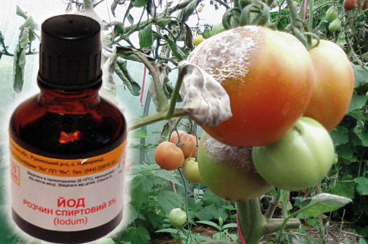 Йод - отличное средство для защиты томатов от фитофторы