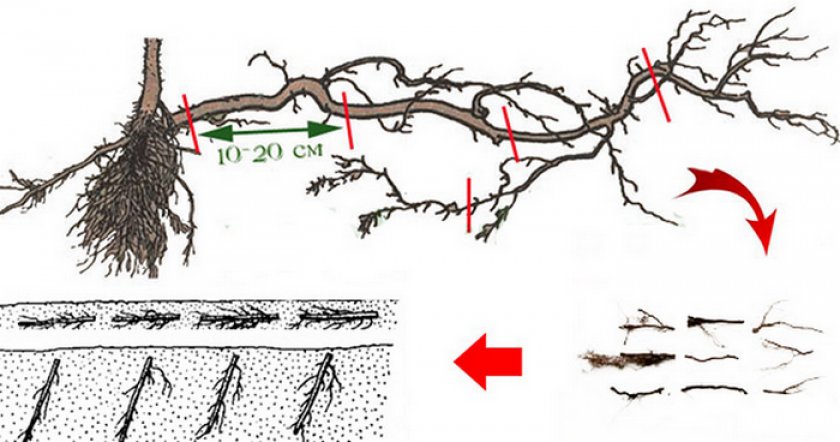 Размножение малины корневыми черенками