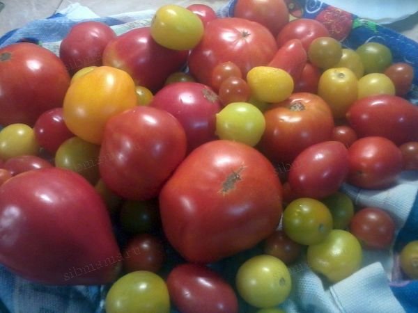 томаты на даче