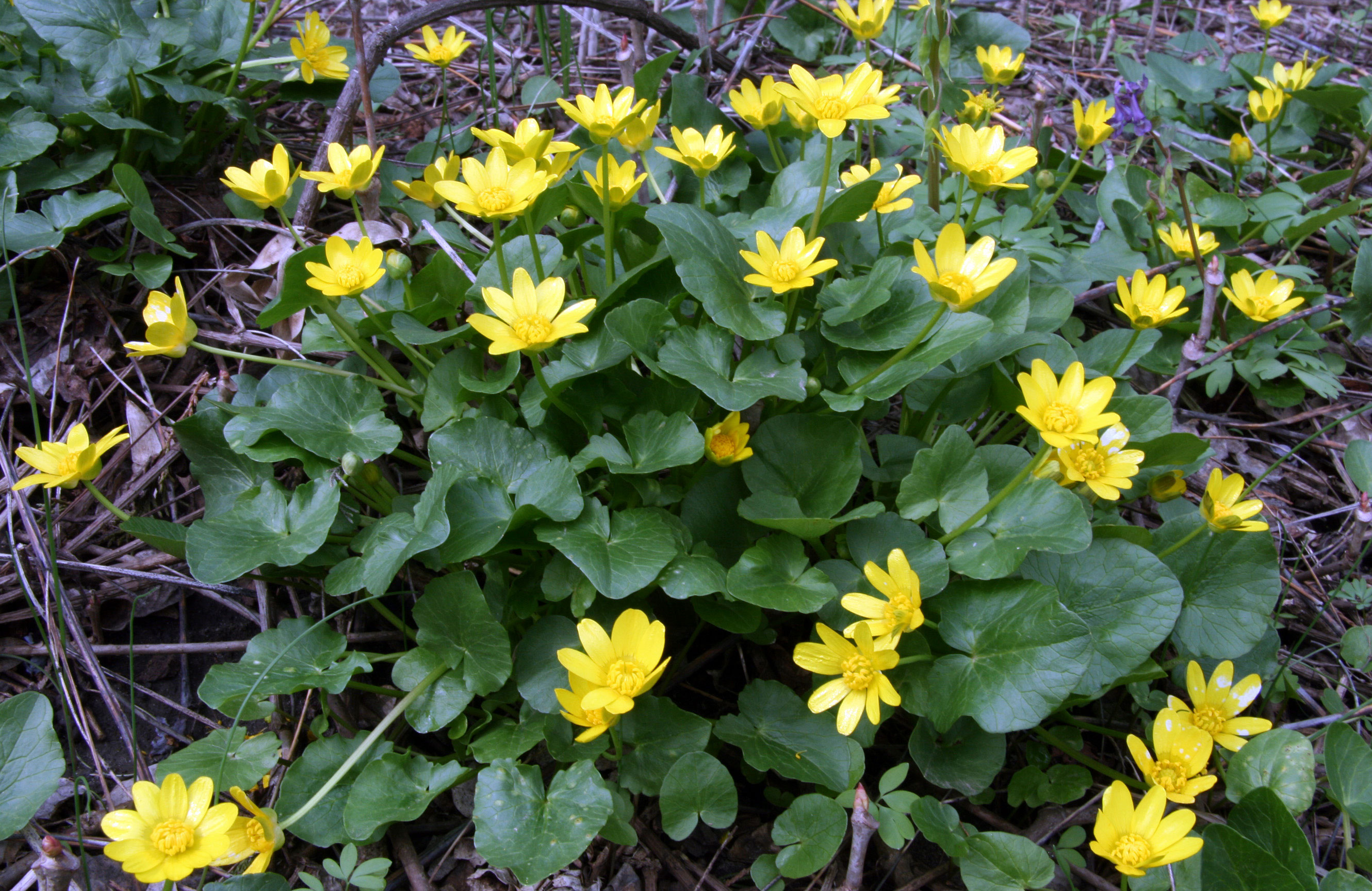 Лесные желтые цветы весной названия и фото