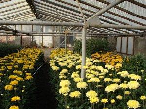 Выращивание Цветов В Теплице: Благоприятные Условия Для Растений