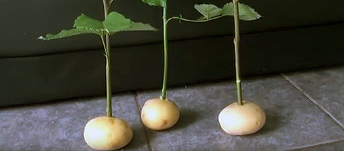 Как укоренять черенки: укоренение в картошке