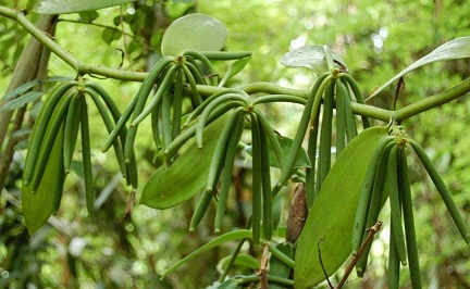 зеленые стручки ванили