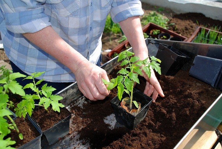 Подкормка томатов в теплице – какие удобрения нужны для богатого урожая?