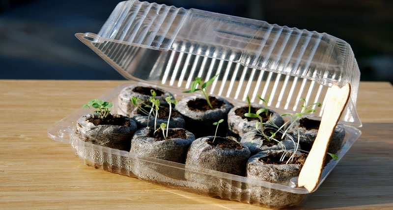 Для проращивания семян можно использовать контейнер из-под торта, но в дневное время обязательно проветривать всходы