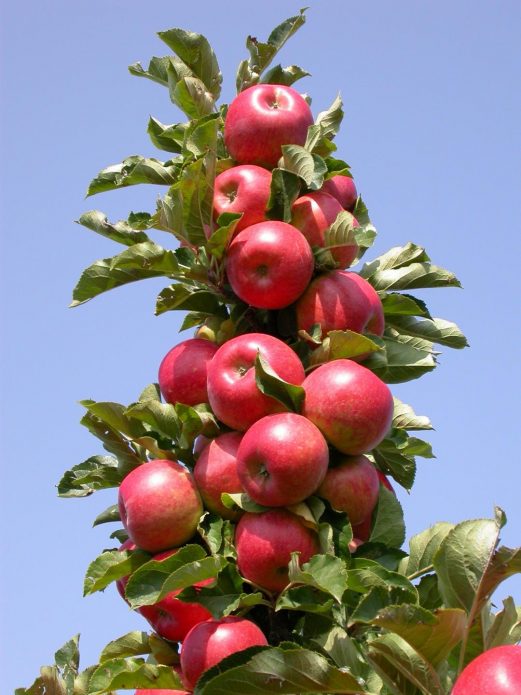 Колонновидная яблоня сорта Фламенко