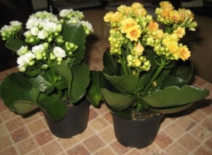 Способы выращивания каланхоэ: как размножить цветок в домашних условиях?