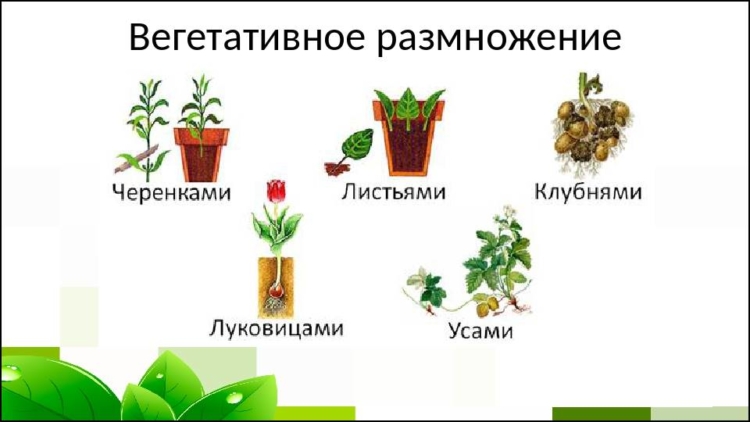 Как выращивать и ухаживать за комнатными растениями?