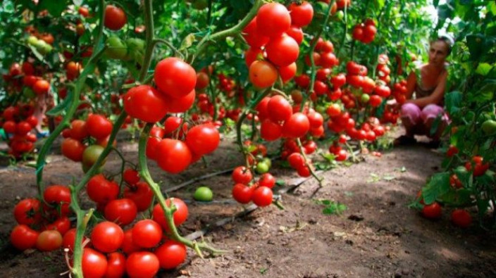 Как правильно и для чего поливать помидоры марганцовкой