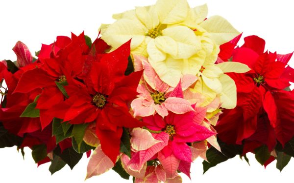 Пуансеттия цветок в доме: как ухаживать и разводить, пуансеттия красная как ухаживать в домашних условиях