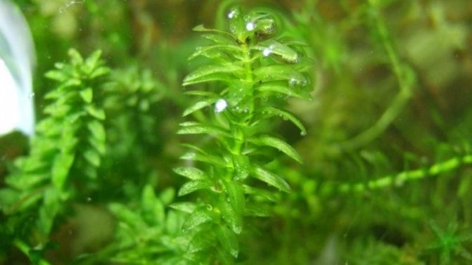 Элодея канадская (Elodea canadensis) аквариумное растение.