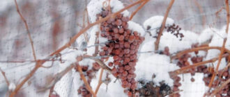 подготовка виноградника к зиме