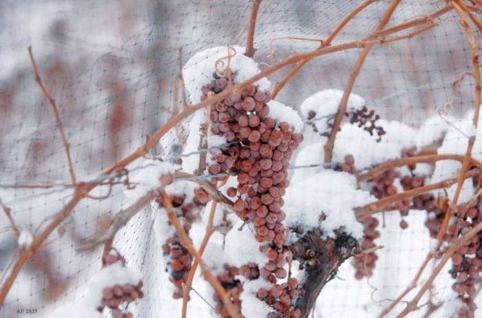 подготовка виноградника к зиме