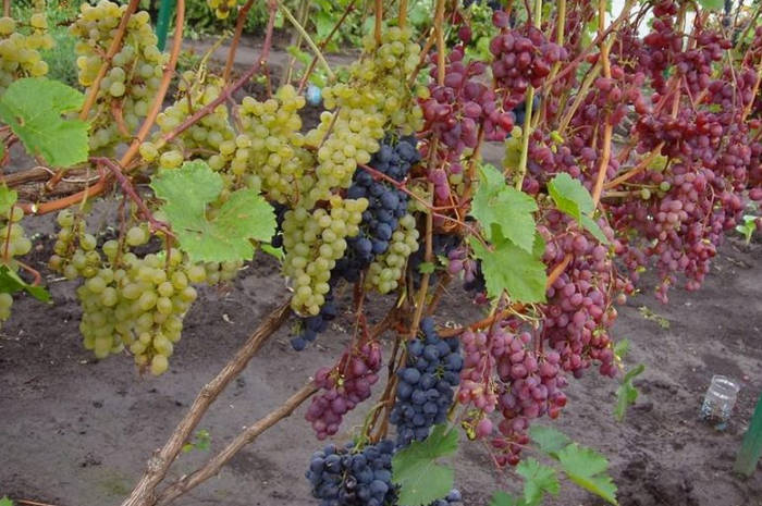 как укрыть виноград на зиму