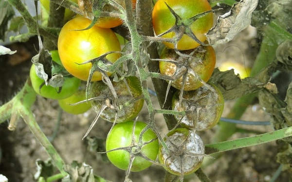 Народные средства от фитофторы на помидорах