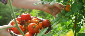 Заготавливаем семена томатов