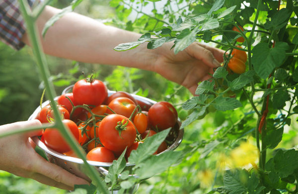 Заготавливаем семена томатов