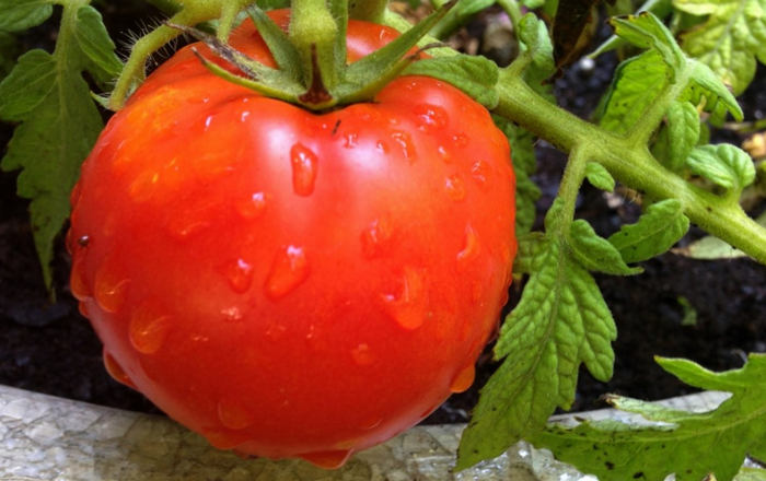 подкормка помидор в период плодоношения