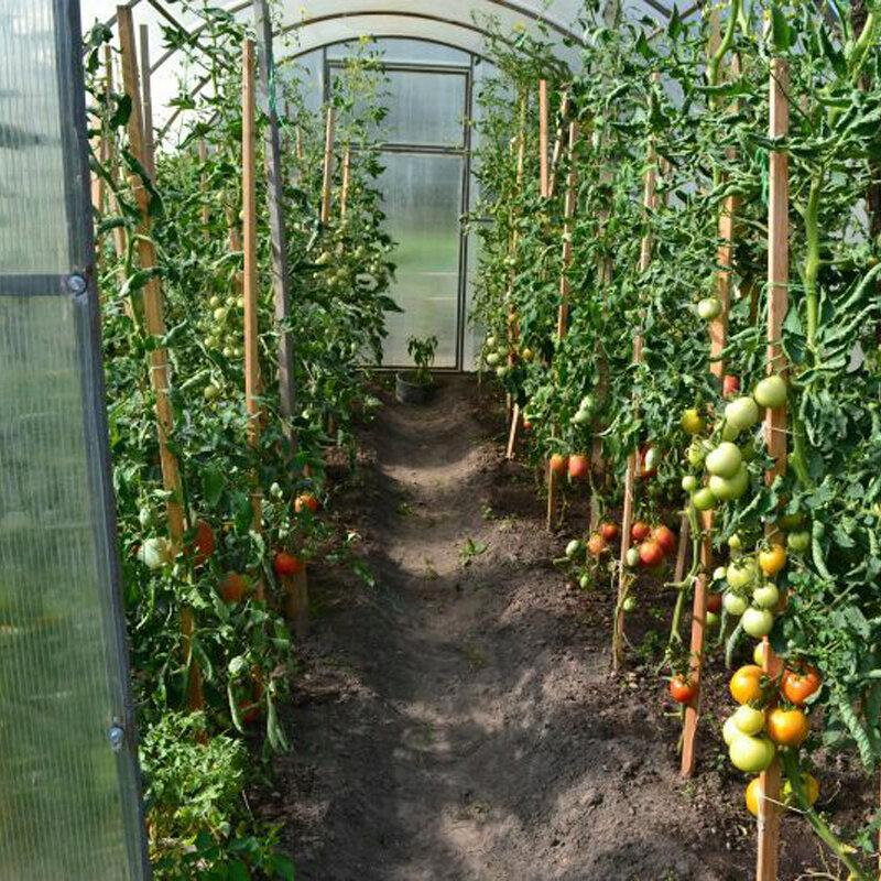 Посадка помидоров в теплице