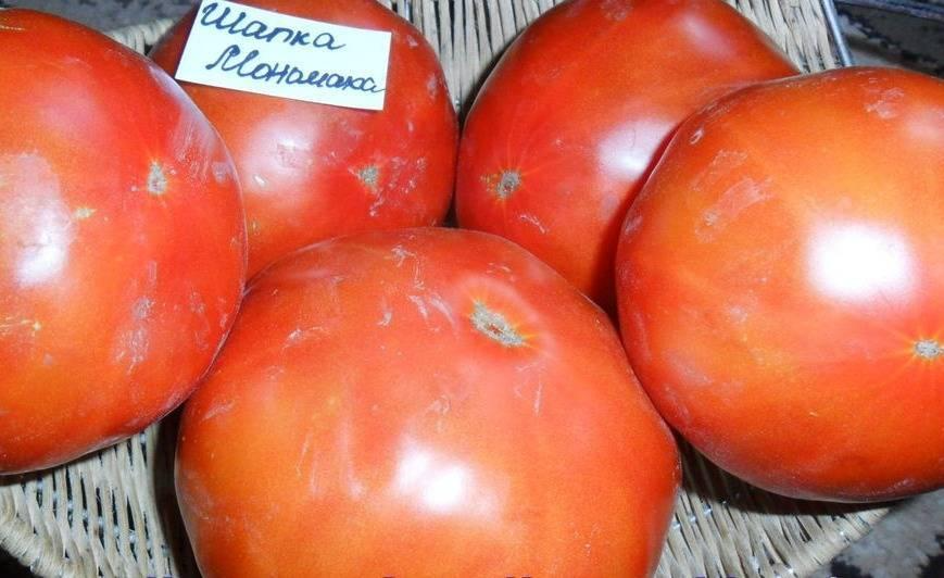 Сорт томатов Шапка Мономаха