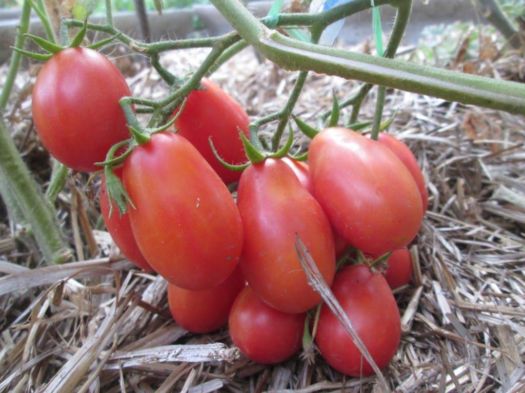Сорт томатов Чио-чио-сан