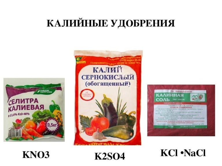 План подкормок томатов на лето